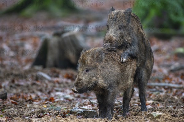 Wild boar (Sus scrofa) copolised, Melle, Lower Saxony, Germany