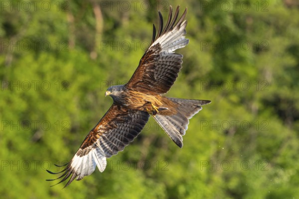 Red kite (Milvus milvus) in flight, Feldberger Seenlandschaft, Mecklenburg-Western Pomerania,