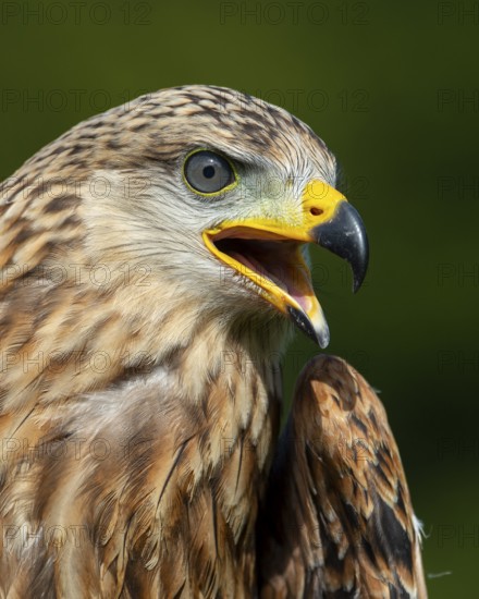 Red kite (Milvus milvus) sitting on a willow pole, portrait, Gerolstein, Rhineland-Palatinate,