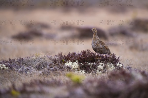 Black grouse (Lyrurus tetrix), female, black grouse courtship in Sweden, Fågelsjö, Gävleborgs län,