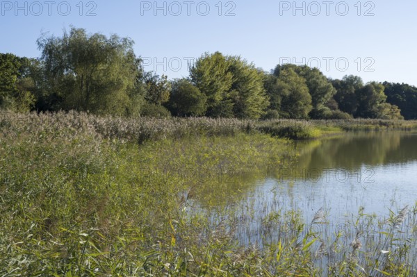 Deciduous trees and reeds at Schmachter See, landscape with blue sky, Binz, seaside resort, Rügen