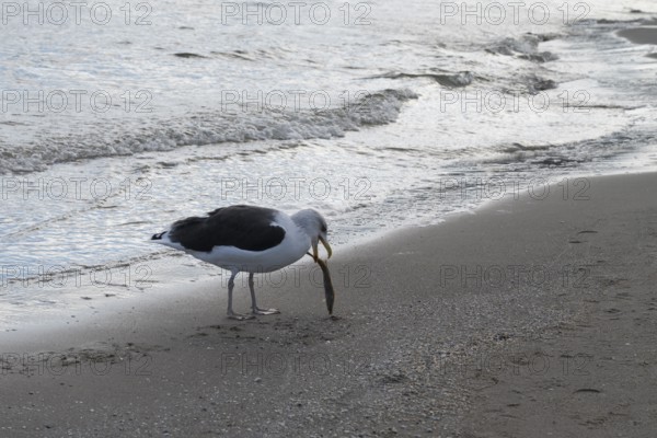 Seagull catching fish on the beach, Baltic Sea, Rügen Island, Mecklenburg-Western Pomerania,