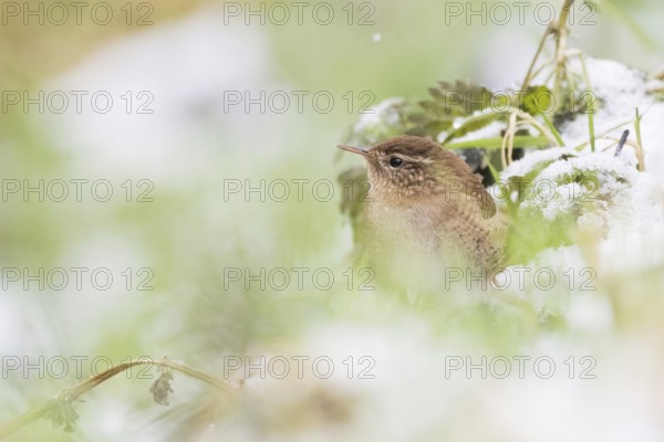 A wren (Troglodytes troglodytes) hiding in the snow-covered green with blurred background, Hesse,