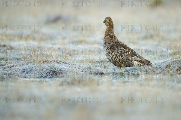 Black grouse (Lyrurus tetrix), female, black grouse courtship in Sweden, Fågelsjö, Gävleborgs län,