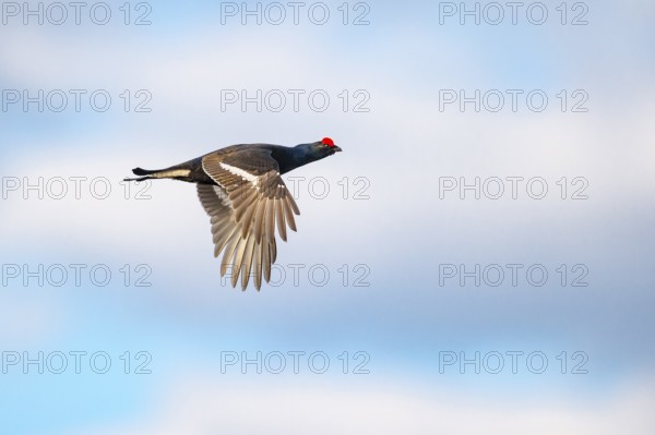 Black grouse (Lyrurus tetrix), fligend, black grouse courtship in Sweden, Fågelsjö, Gävleborgs län,