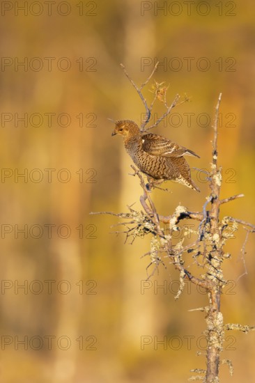 Black grouse (Lyrurus tetrix), female, black grouse courtship in Sweden, Fågelsjö, Gävleborgs län,