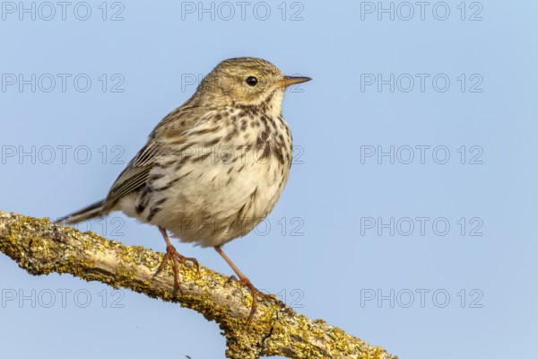 A meadow pipit (Anthus pratensis) adult bird in its breeding territory, breeding season, perch,
