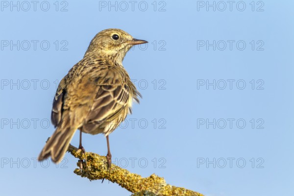 The meadow pipit (Anthus pratensis) r is a bird of open landscapes that likes to use exposed