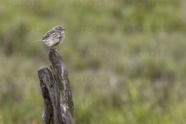 A meadow pipit (Anthus pratensis) uses an old pole as a perch on the Danish Limfjord, breeding
