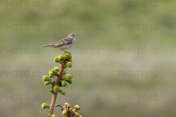 A meadow pipit (Anthus pratensis) uses a crooked spruce tree as a perch on the Danish Limfjord,