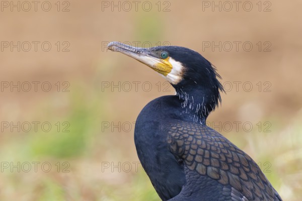 Cormorant (Phalacrocorax carbo), close-up and portrait of an adult bird in breeding plumage with