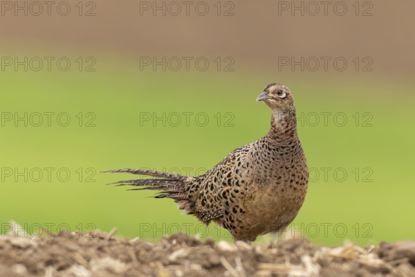 Hunting Pheasant (Phasianus colchicus), female Close-up in farmland on ploughed field running,