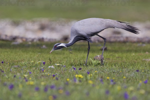 Whooping crane (Anthropoides virgo), close-up, adult bird walking across a colourful flowering