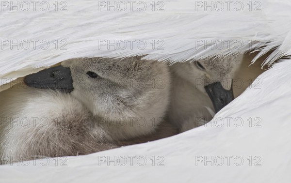 Mute swan (Cygnus olor), close-up, two chicks sitting close together under white feathers in their