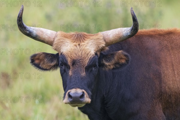 Heck cattle (Bos primigenius f. taurus), close-up and portrait of a bull with mighty horns, looking