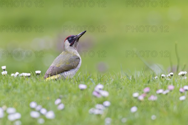 Green woodpecker (Picus viridis), close-up of a male in a flowering meadow with daisies (Bellis