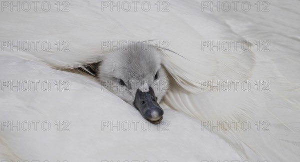 Mute swan (Cygnus olor), close-up, chick only peeking out of its mother's plumage with its head