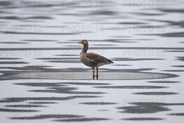 Greylag goose (Anser anser), standing alone on frozen ice with fresh snow and mosaic of water