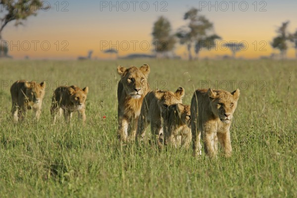 Lion (Panthera Leo), pride with female and several cubs walking one behind the other through the