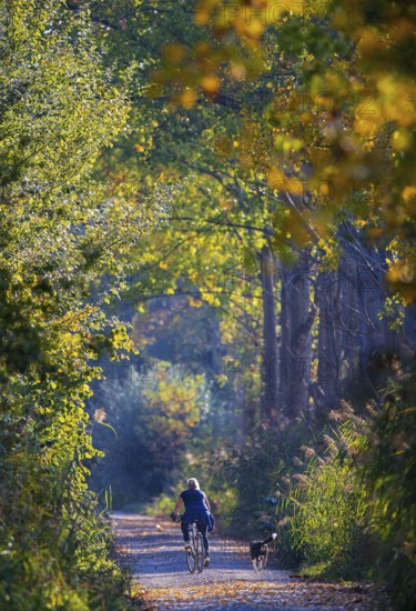 Female cyclist with dog cycling in the sun on a small path along a poplar alley and reeds in