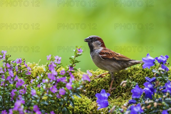 House sparrow (Passer domesticus), male sitting in green moss between colourful garden flowers,