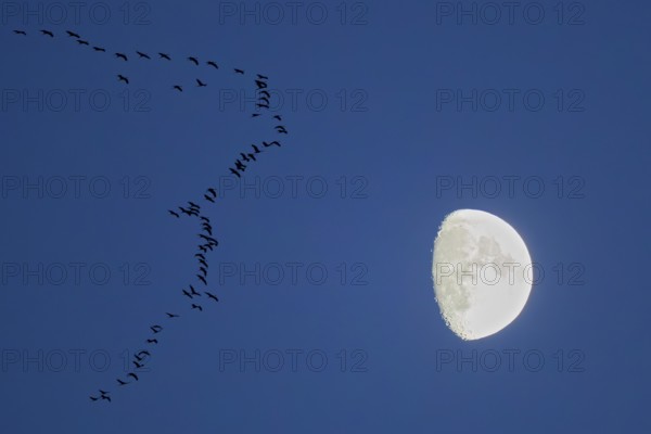 Crane (Grus grus), large flock flying in formation at dusk in front of a brightly lit moon, Hesse,
