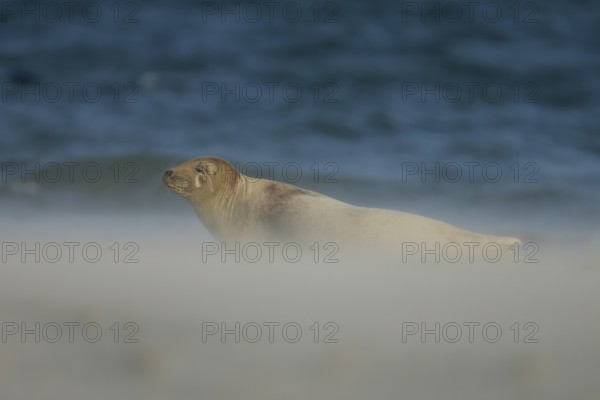 Grey seal (Halichoerus grypus), female lying in the sun with half-closed eyes in a cloud of sand