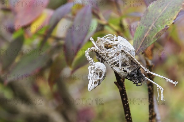 House Sparrow (Passer domesticus), mummified songbird skeleton hanging in a garden hedge with