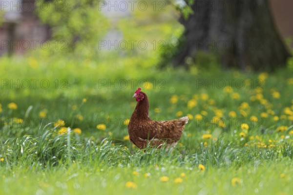 Domestic fowl (Gallus gallus domesticus), brown hen in free range runs on farm under large tree
