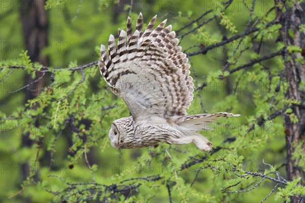 Ural owl (Strix uralensis), adult bird in the taiga flies with outstretched wings through boreal