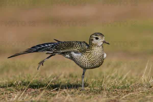 Golden Plover (Pluvialis apricaria), adult bird in a light plumage stretching on one leg with