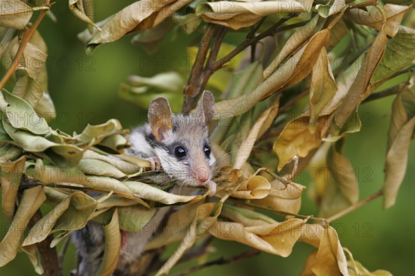Garden dormouse (Eliomys quercinus), adult sits in a cute pose in bushes and looks with big, black