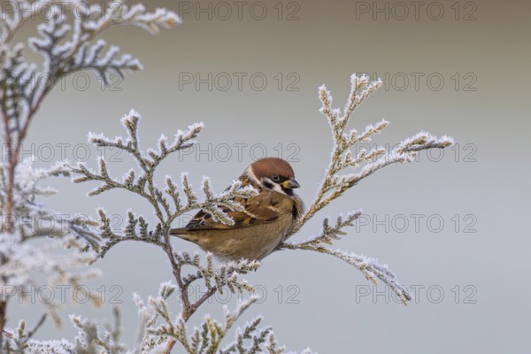 Tree sparrow (Passer montanus), adult bird sitting in a frozen tuja hedge in winter with small,