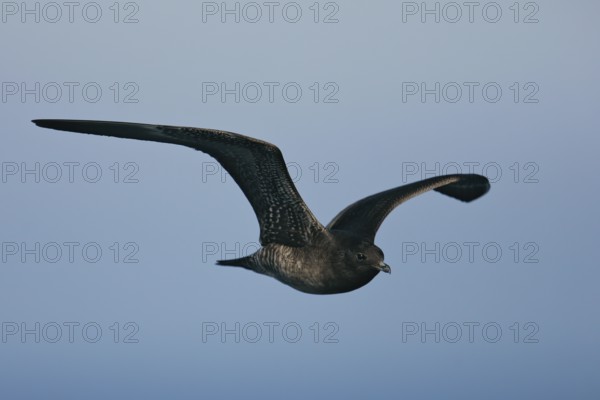 Long-tailed Skua (Stercorarius longicaudus), immature young bird in juvenile plumage in close-up