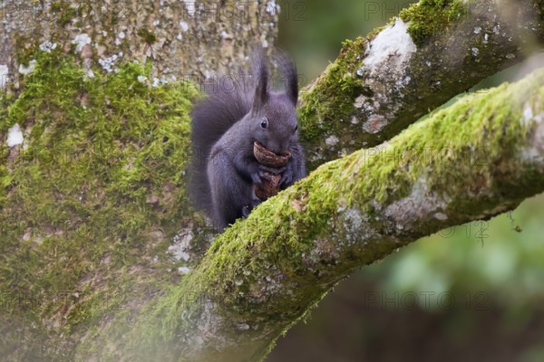 Squirrel (Sciurus vulgaris), sitting on a moss-covered tree trunk, holding collected walnuts in its
