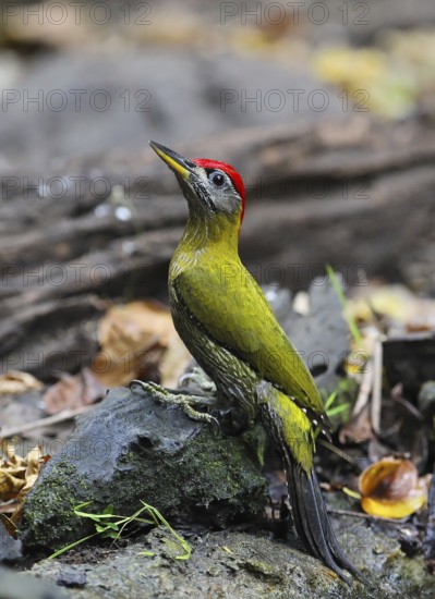 Burmese Green Woodpecker (Picus viridanus), close-up, male sitting on the ground on a tree trunk,