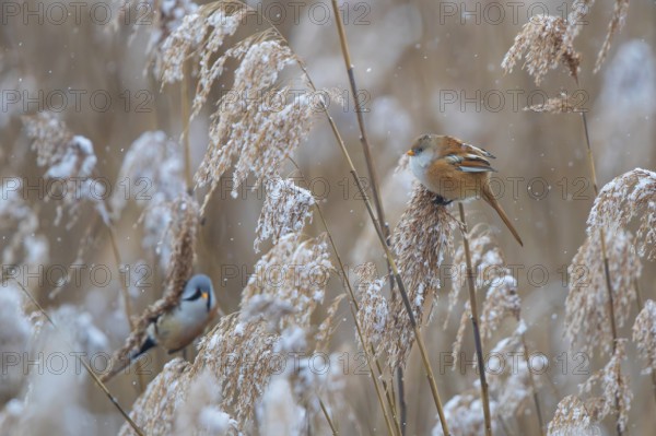 Bearded Tit (Panurus biarmicus) breeding pair with male and female foraging in snow-covered reeds