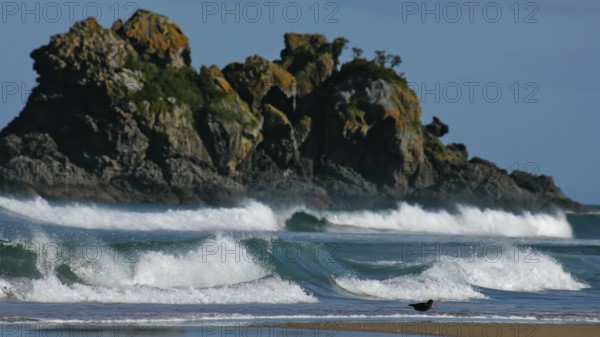 New Zealand Oystercatcher (Haematopus unicolor), Variable Oystercatcher, black colour morph running