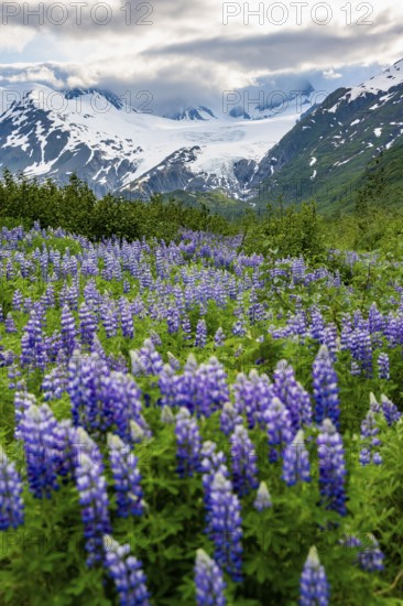 Picturesque landscape on the Richardson Highway, blooming Alaskan lupines (Lupinus nootkatensis),