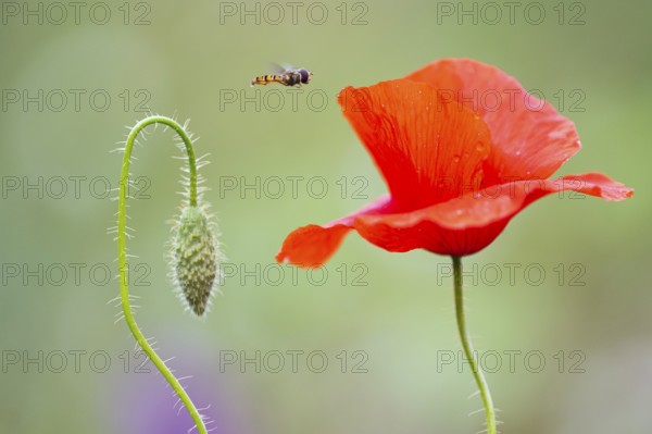 Hoverfly (Syrphidae) on poppy (Papaver rhoeas) at the edge of a field, Dötlingen, Lower Saxony,