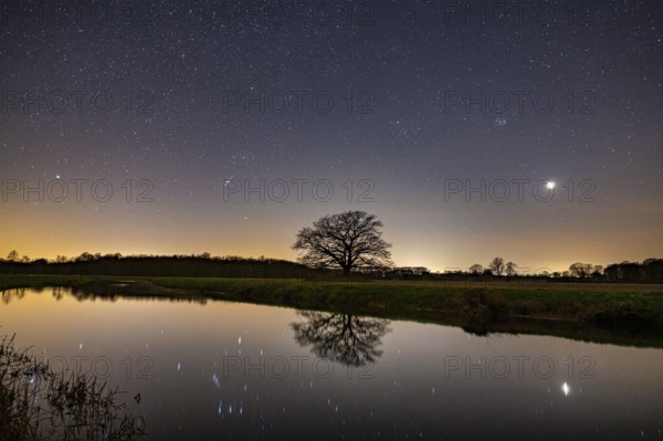 Oak (Quercus) on the river Hunte at night with stars, in the sky, darkness, Colnrade, Lower Saxony,