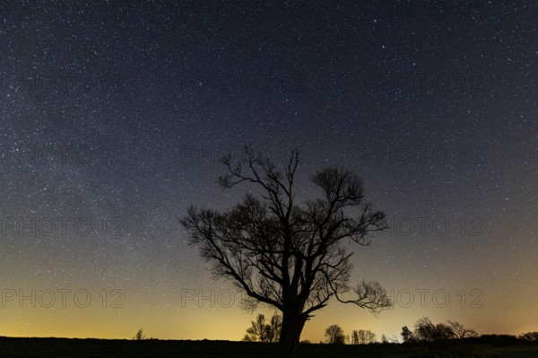 Tree on the dike of the Hunte in Ochsenmoor am Dümmer at night with stars, Dümmer, Hüde, Lower
