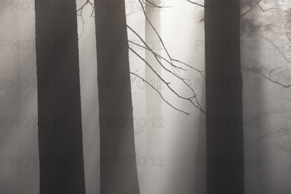 Tree trunks in morning fog with sunbeams, autumn forest, Mondseeland, Salzkammergut, Upper Austria,