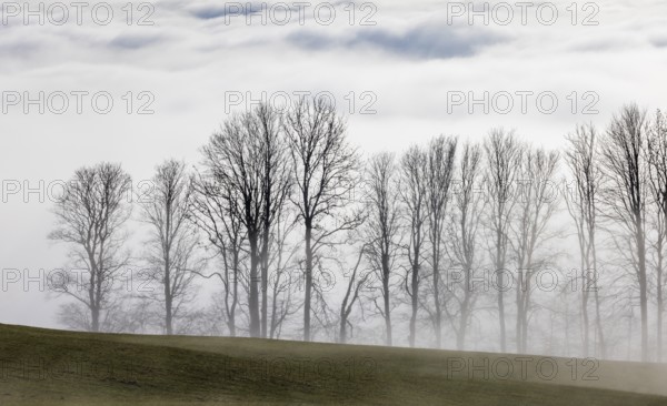 Autumn landscape, bare trees rising from the fog, inversion weather, Mondseeland, Salzkammergut,