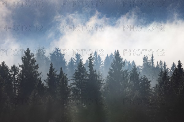 Autumn landscape, coniferous forest in morning fog, Mondseeland, Salzkammergut, Upper Austria,