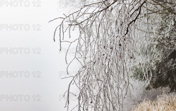 Winter forest, thin branches of a deciduous tree covered with hoarfrost, Mondseeland,