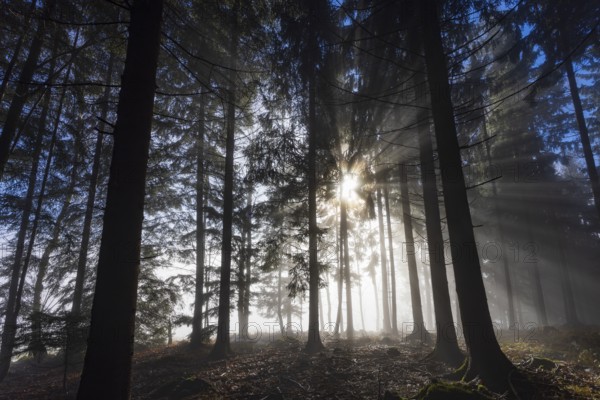 Picea abies, spruce forest in morning fog with sunrays, Mondseeland, Salzkammergut, Upper Austria,