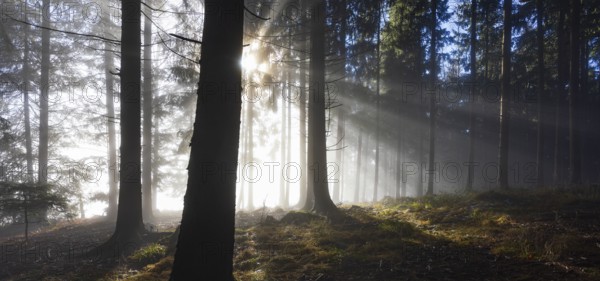 Spruce forest in morning fog with sun rays in autumn, Mondseeland, Salzkammergut, Upper Austria,