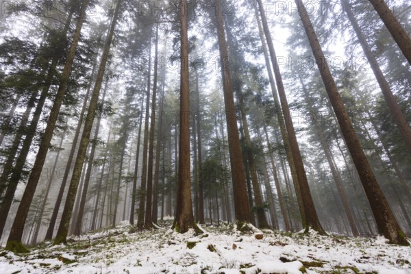 Picea abies, spruce forest in fog looking up into the treetops, winter, Mondseeland, Salzkammergut,