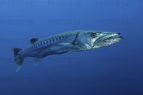 Underwater photo close-up of Great barracuda (Sphyraena barracuda) stands floating directly in
